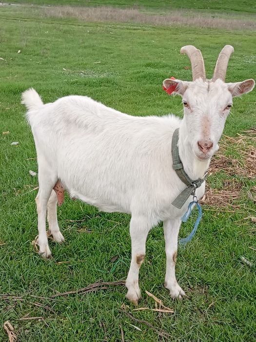 Capre  Saanen de vînzare iezi care foarte bune