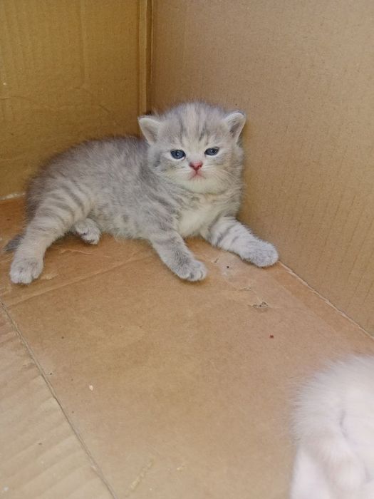 Котята Скоттиш фолд