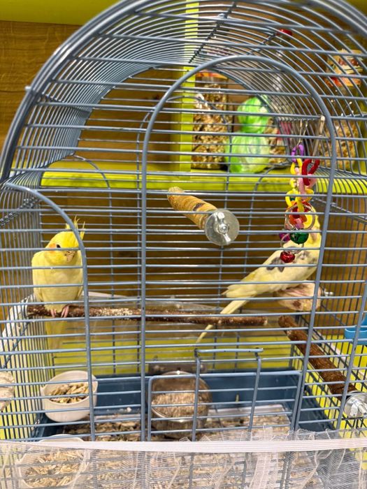 Попугай Корелла пара