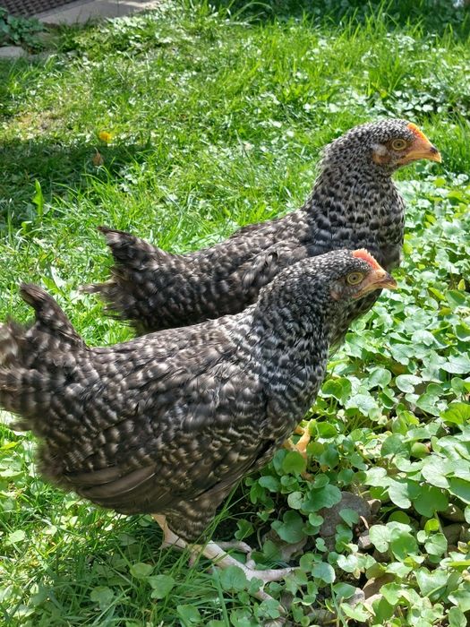 Vindem pui mixti și puicute de oua