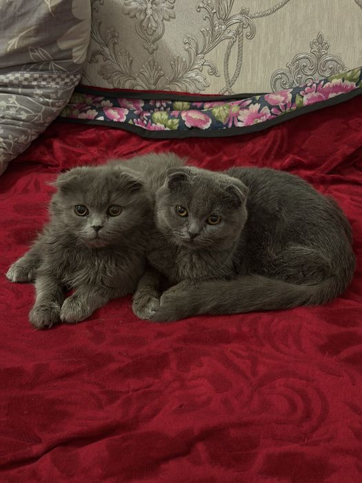 КОТЕНКИ, парочки