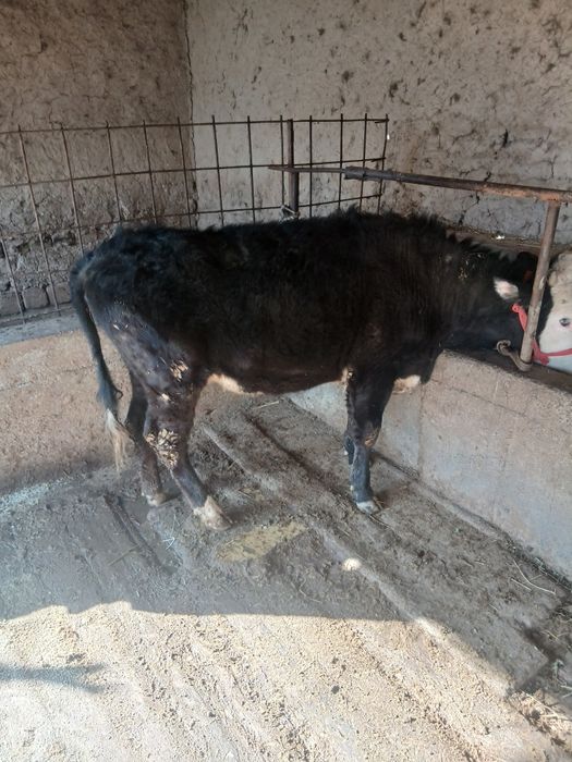 2 та гибрид гунажинлар.