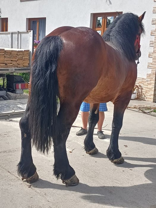 Armăsar de 2 ani jumate de vânzare