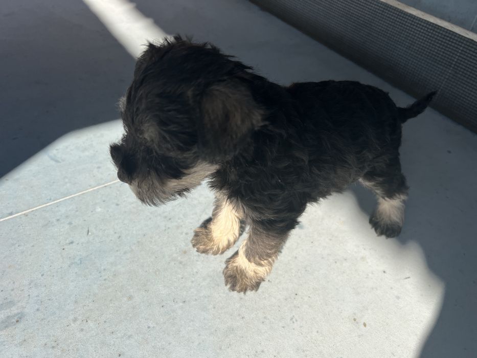 Schnauzer pitic sare si piper