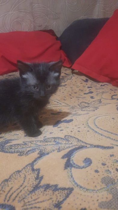 Кошечка ищет доброе сердце
