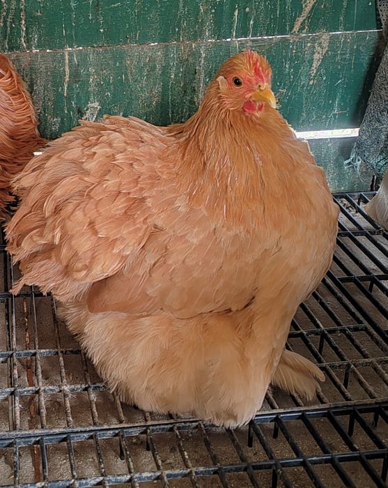 Găină cochinchina pitic