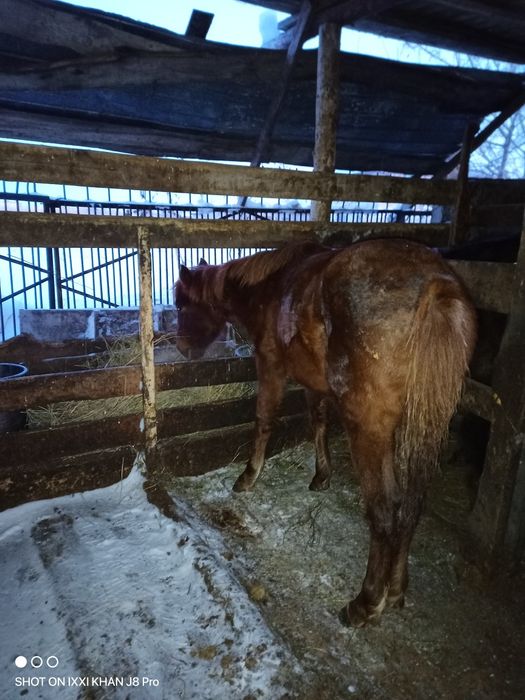 Продам жеребенок