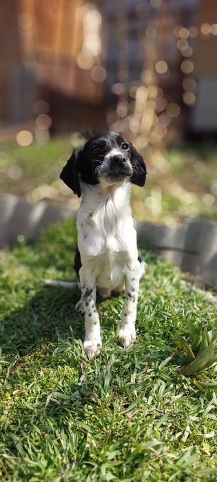 Щенки спаниеля. В хорошие руки привитые