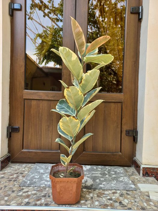 Домашние цветы Гуллар