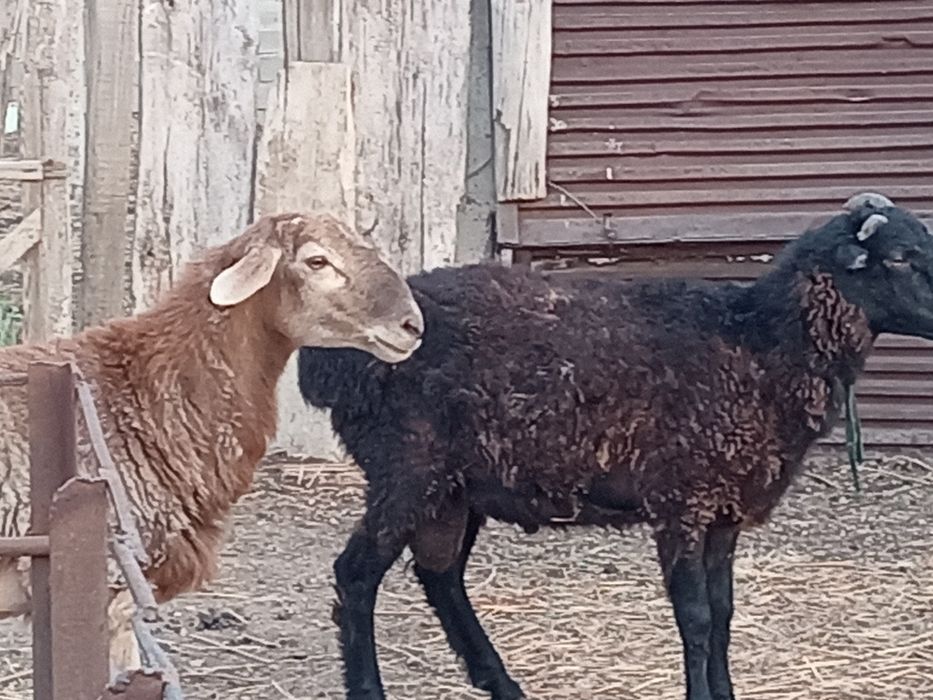 Продам жирных кошкаров