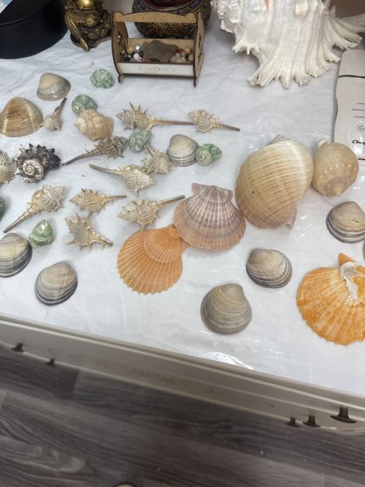 Продам набор ракушек за 2500
