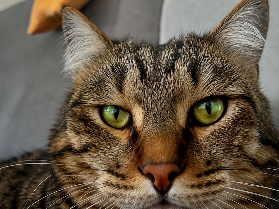 Кот , мальчик 3 года