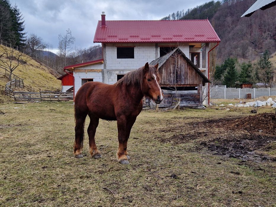 Vând cal, armăsar in vârstă de 2 ani!
