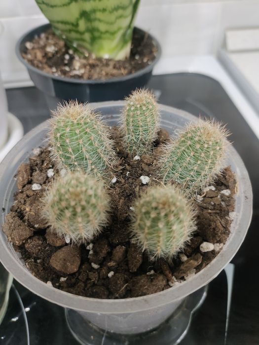 Продам кактусы ,