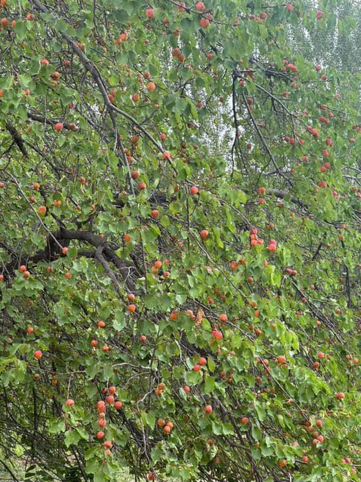 2 .5 gektar boğ baliq hovuzi ham bor