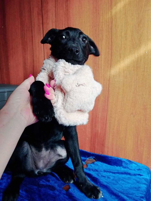 Щенок (собака) девочка, 3.5 месяца