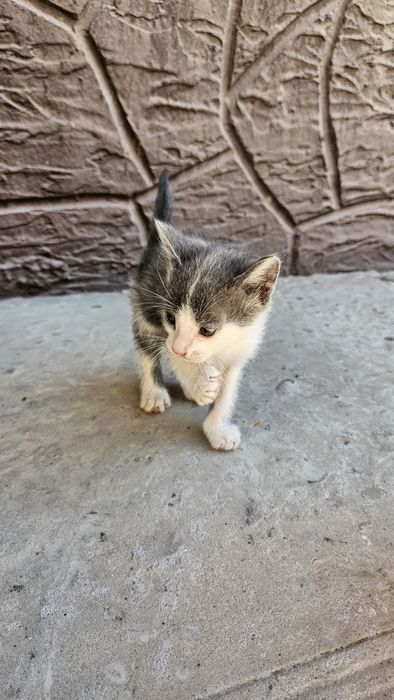 Котёнки продаются