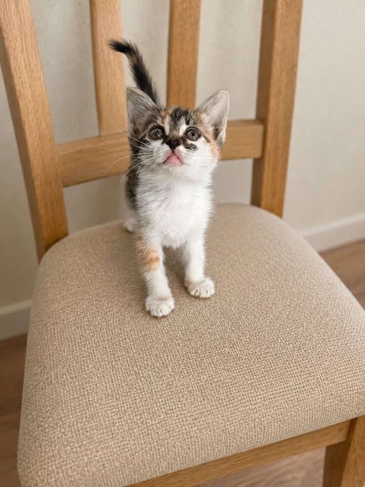 Котенок в добрые руки