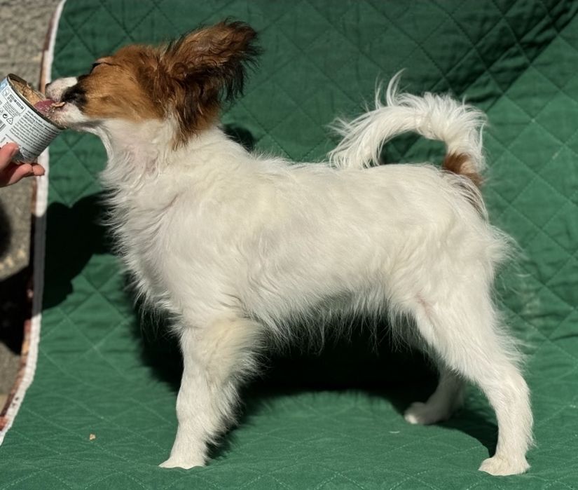 Papillon mascul 5 luni