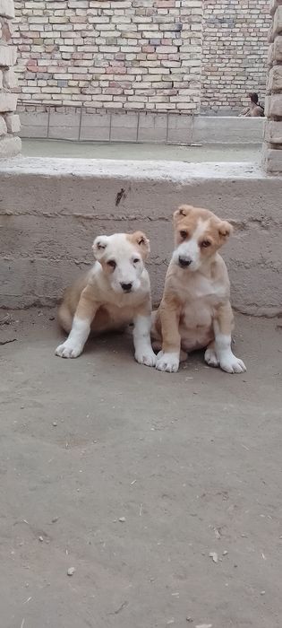 Алабайлар сотилади