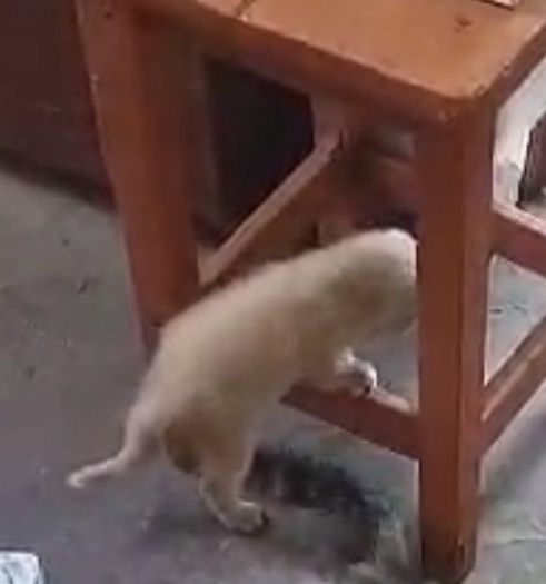 Котенок мальчик Г.Шу
