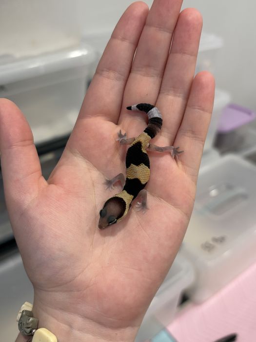 Малыш гемитеконикса