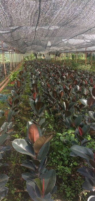 Фикусы Бенжамина