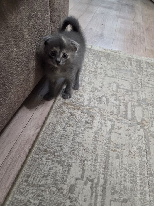 Продам Шатландси веслоухий