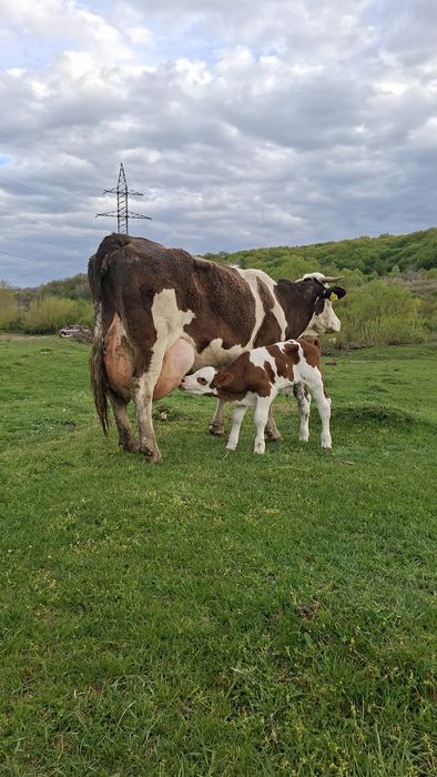 Vaca cu vitel  Vand / Schimb