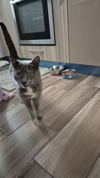 Cleo pisica cea dulce