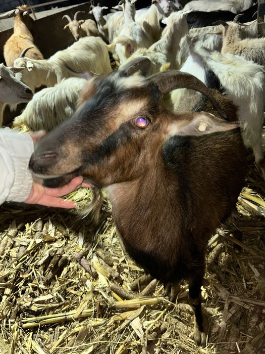 Vand capre sau schimb cu oi