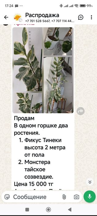 Фикус Тенеки и монстера