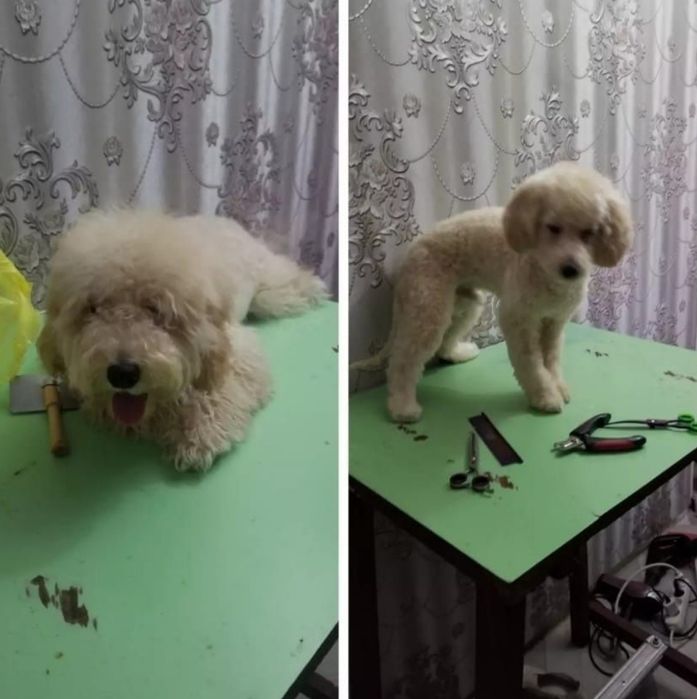 Стрижка собаки..