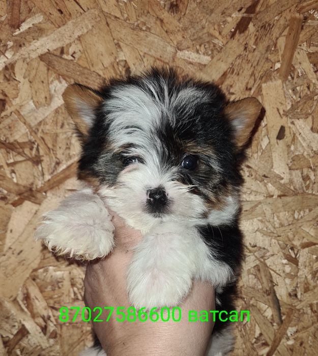 Продам щенков бивера.