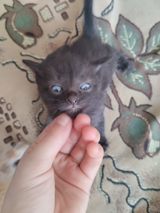 Отдам котят в хорошие руки