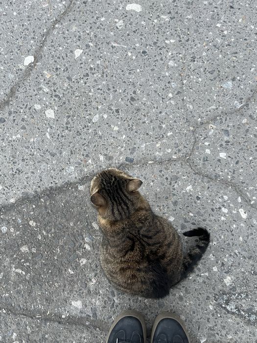 потерялась кошка? беременная