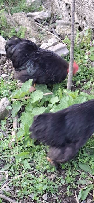 Vând cochinchina pitic