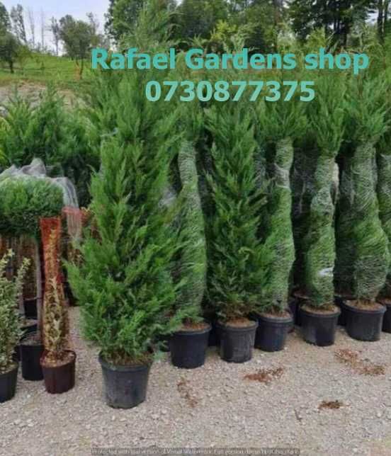 Leylandii Cupressocyparis Ornamental – Livrare Rapidă și Plantare