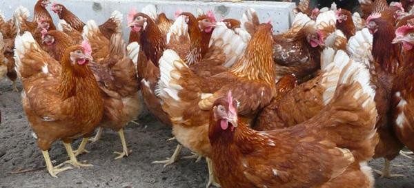 Куры несушки молодки.