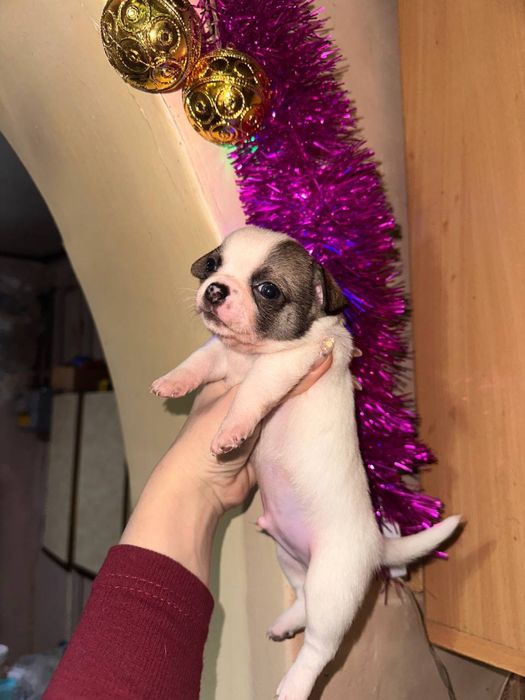 Щенки чихуахуа родились 25 ноября