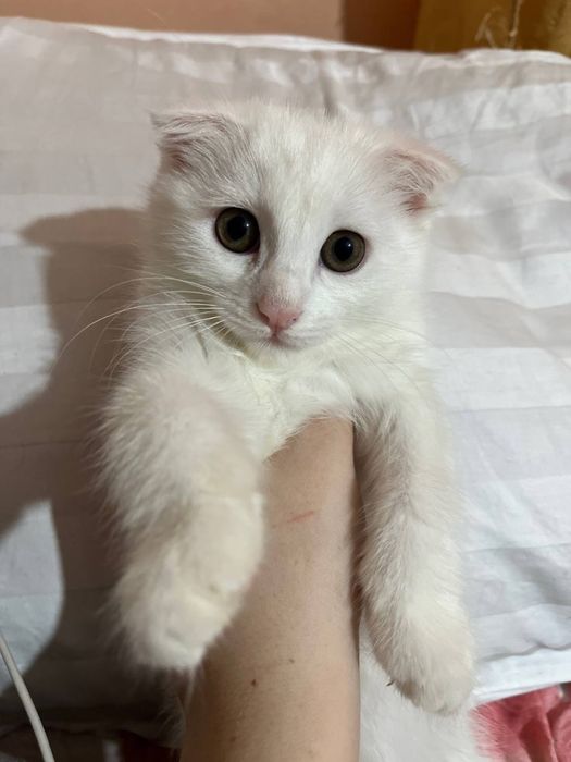Продаётся вислоухий котенок