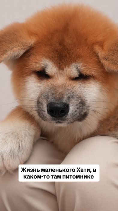 Щенки Акита Ину (Хатико)