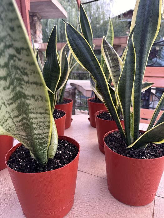 Сансевиерия трёхполосная