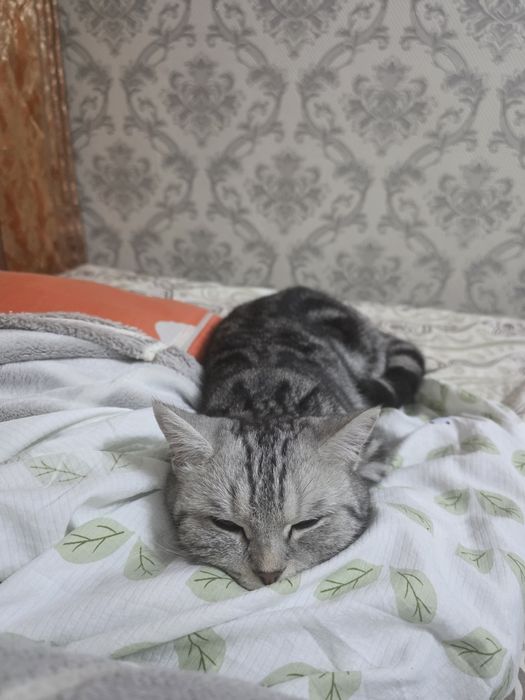 Кошечка в добрые руки