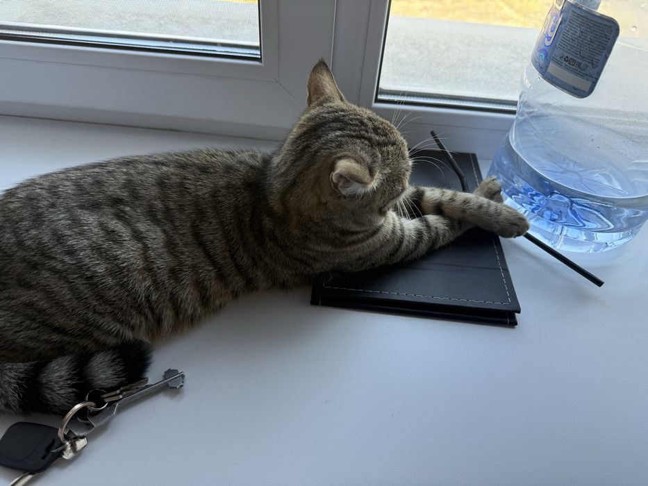 Кошку в добрые руки