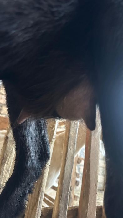 1 ші туып тұрған алпий шыбыш