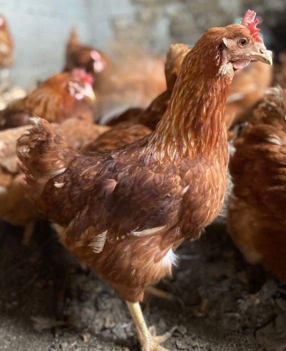 Găini roșii ouătoare și albe de carne