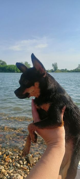 Вязка девочки той терьер