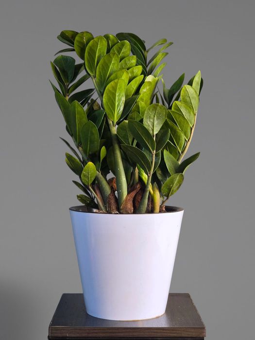 Замиокулькас Цветы Орхидея Гуллар Комнатные Растения Долларовое дерево