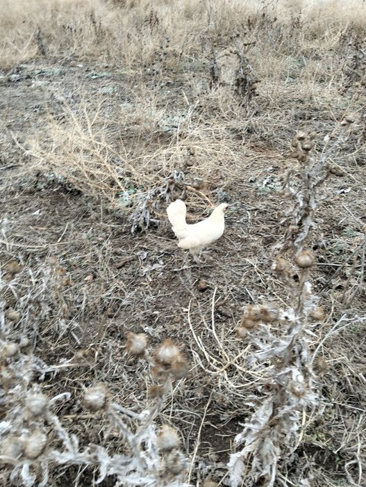 Сибрайт лимонная курочка